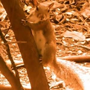 Meet your Posher, Gloriam